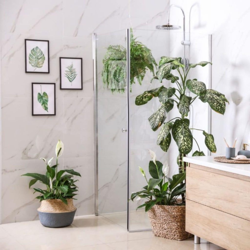 30 Best Plants for Bathroom Dryer Enthusiast