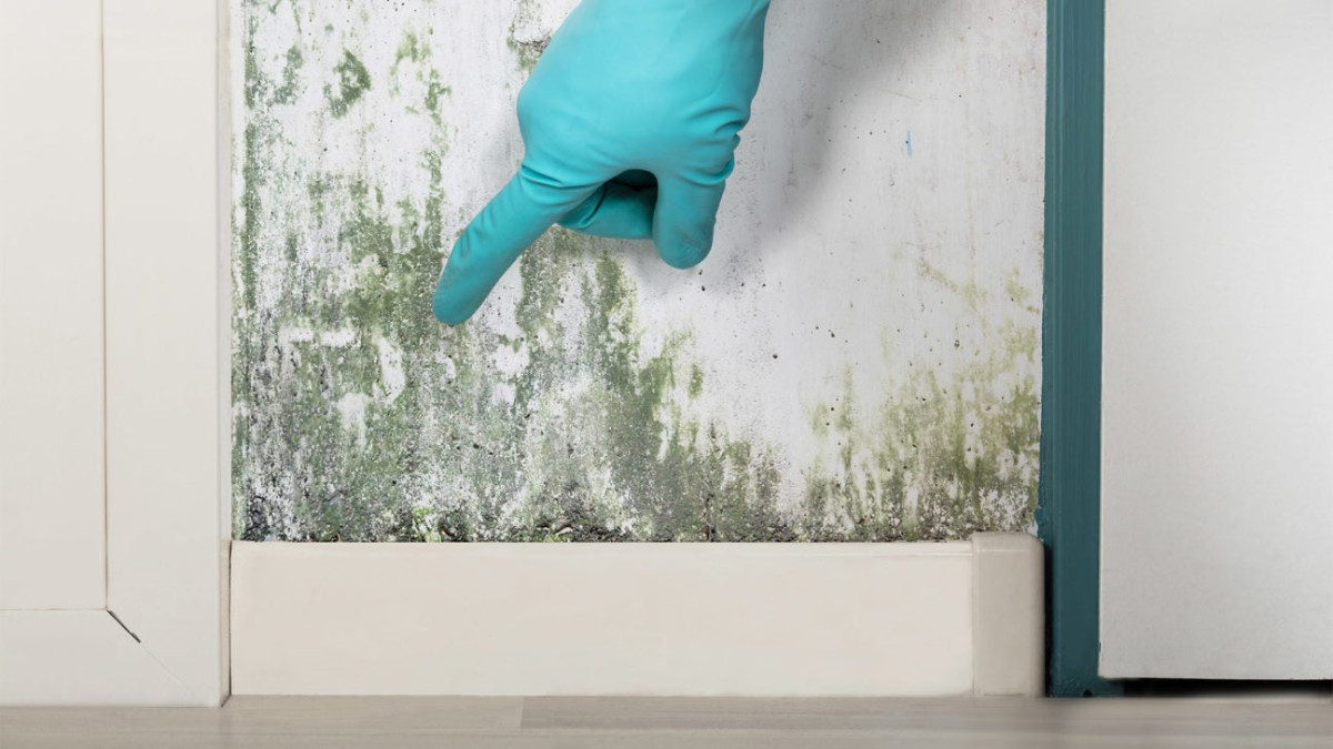 Can Mold on Furniture Make You Sick