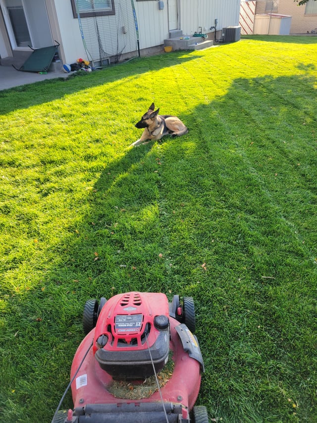 Why Does My Dog Bark at the Lawn Mower