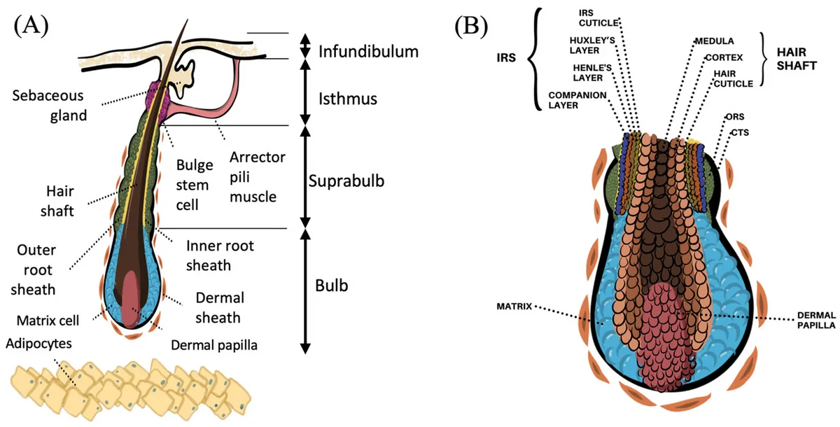 hair cuticle structure diagram